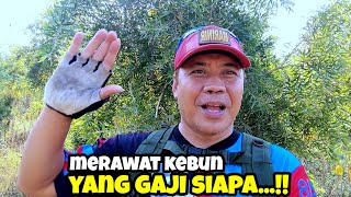 PETUALANG DIKEBUN MINYAK KAYU PUTIH