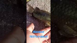 anabas testudineus#shorts #fishing #shortsvideo