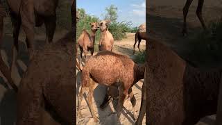 يعاني صغير الجمل من مرض جلدي خطير. #animals #camel #desert #camellife