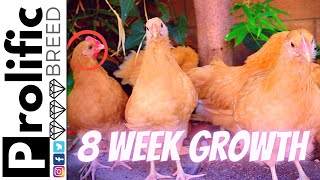 BUFF ORPINGTON CHICKENS AT 8 WEEKS OLD | GROWTH UPDATE | PROGRESSION