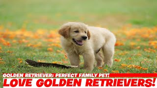 Golden Retriever: Perfect Family Pet!