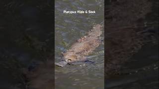 Platypus Hide & Seek: Best Viewing Spot in Queensland