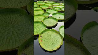 🇪🇦 Botanical garden, Málaga #jardinbotanico #botanicalgarden #malaga #victoriaamazonica #costadelsol