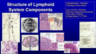 17. Structure of Lymphoid Components Lecture