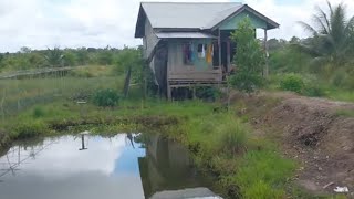 KOMITMEN PAK TARIFIN BERSAMA ISTRI AKHIRNYA SUKSES BERKEBUN DAN BERTERNAK DI TRANSMIGRASI KALIMANTAN