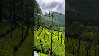 Travel to Valparai ￼#travel #nature #trendingvideo #worldcup #tamil #rdx#hills#reels #trendingshorts