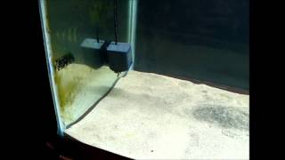 75 Gallon North American Native Tank - Part 2