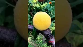 enjoy beautiful nature life 😍#satisfyingfruitcutting #shorts