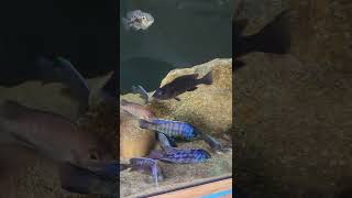 lake Malawi cichlids 2. feeding time!