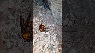 (1) [자막] 말매미를 경단화하는 장수말벌 スジアカクマゼミの肉団子を作るオオスズメバチ Asian Giant Hornet preys on a Cicada