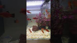 New entry ❤️❤️❤️ cute fishes #shortsfeed #shortsviral #shortstrending #tamilshorts #shortsvideo