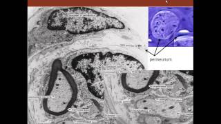 4. Medical School Histology. Nervous Tissue Part 2 (Peripheral Nervous System)