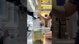 ASMR- matcha milk tea hot #dubaiofwlife #dubai #share #traveldestinations #shorts