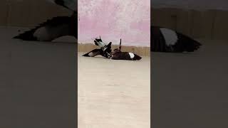 fighting Birds 🤣🤣# funny videos