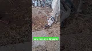 cow eating fruits keerai