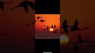 Amazing #short #animalsvideo #birds