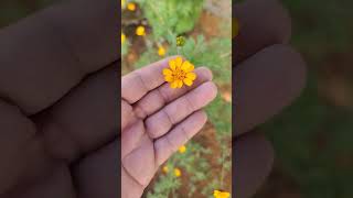 estas flores son las que se ocupan pata el altar las de monte