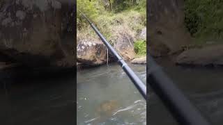 Mancing ikan wader / benter spot bagus #fishing #duniafishing #spotmancingikanwader #spotmancing