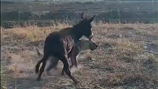 Hyena messed with a wrong donkey and learned a great lesson