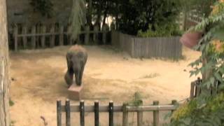 Elefante utiliza un cubo para obtener comida