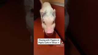 Playing with piggies at Pignic Cafe in Tokyo