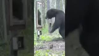 Bear gets scared of its own reflection #bear #nature #wilflife