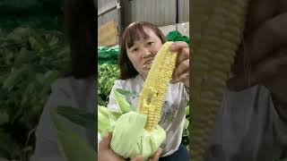 Watch me a satisfaying videos of agriculture growing fruit, vegetable, carrot, corn, onion etc 29