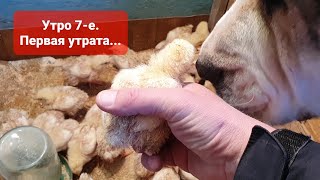 Утро 7-е. Плотность посадки цыплят бройлера имеет большое значение.