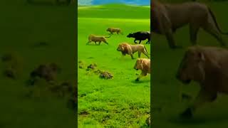 pride of lion scared from herd of buffalo #shorts #wildlife #lionvsbuffalo