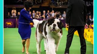 Top 10 Largest Dog Breeds For Family | Largest Dog Breeds You Can Own