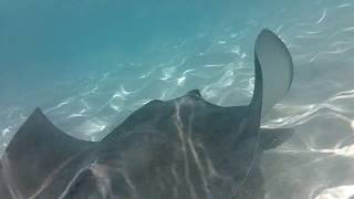 Stingray City