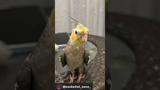 Cockatiel Profile Picture✨✨#cockatiel #birb #profilepic #shorts