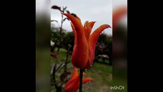 Sound of rain and birds for relax ASMR