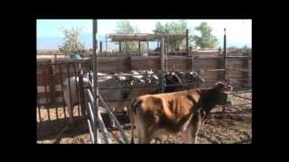 JARIPEO La Furia De Tecoman en Palmdale (Lake Los Angeles) California