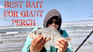 SURF PERCH FISHING - What Bait to use to Catch Giant Perch