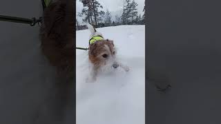 Who let the dogs out???!!! #dogs #jackrussellterrier #jackrussell #snowfun #snow