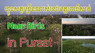 ទស្សនាហ្វូងសត្វជាច្រើននៅខេត្តពោធិ៍សាត់, Visit birds in Pursat