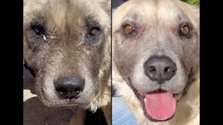 Old Dog Unrecognisable Now He's Adopted!