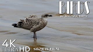 Very beautiful a variety of birds. Relaxing short film.