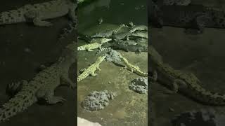 # artificial breeding  #crocodile breeding farm Is there anyone who knows the goods