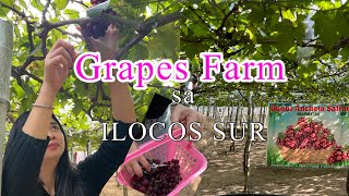 Grapes Farm @Ilocos Sur