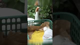 Mother goose cried for help human to save her baby goose #shorts