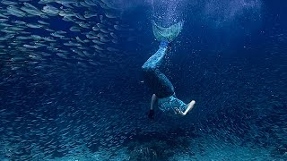 Underwater Merman + Sardines. Moalboal, Cebu, Philippines