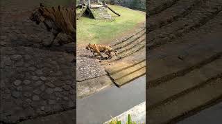 Beautiful of  Big Cat Sumatera At Ragunan