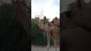 Camel walking in the Desert #ytshorts #camelinthedesert #shorts #camellove #camelfarm