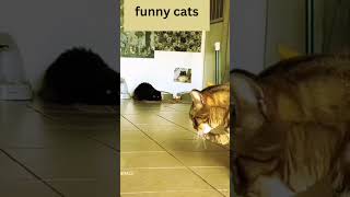 amazing cat goes crazy