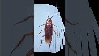 cockroach canlivewithout itshead#yourfactsteller#facts #didyouknow#trendingshorts#trending#education