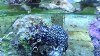 Coral stock 2013-03-15 - 2