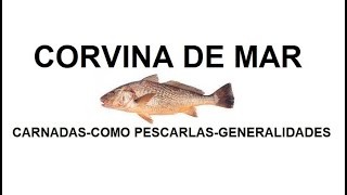 Especies Argentinas : CORVINA DE MAR carnadas-como pescarla-generalidades