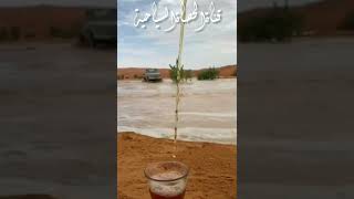 قصيدة الشجره اللي قد جلسنا تحتها